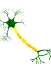 Autonomic Neuropathy Manifestation - Active