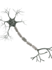 Autonomic Neuropathy Manifestation