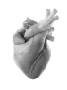 Cardiac Manifestation