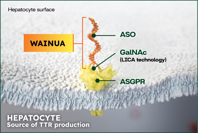 WAINUA Mechanism of Action Step 1