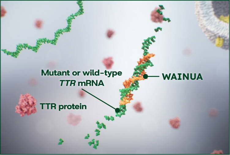 WAINUA Mechanism of Action Step 2