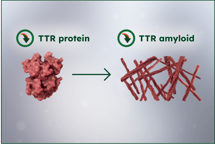 WAINUA Mechanism of Action Step 3