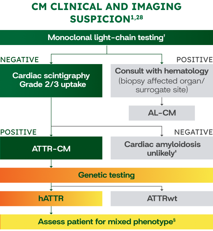 WAINUA Patients with Polyneuropathy Due to hATTR