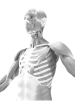 Musculoskeletal Manifestation